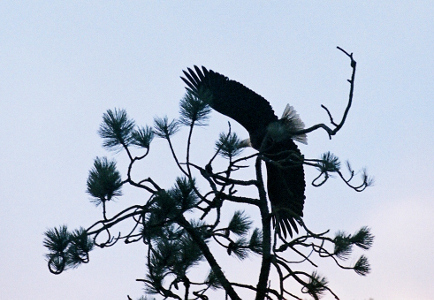 [The underside of an eagle with its wings fully outstretched .]